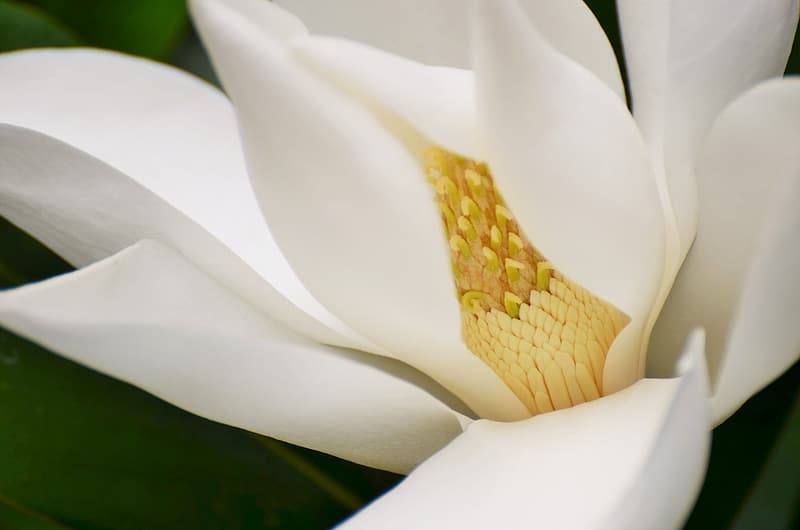 white-jasmine-flower-in-closeup-photography
