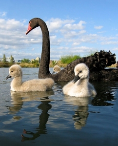 Black Swan 3