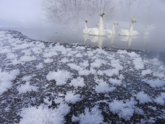 Frost Flower Swans - Panoramio